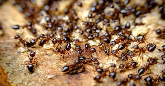 A large group of ants on a timber surface