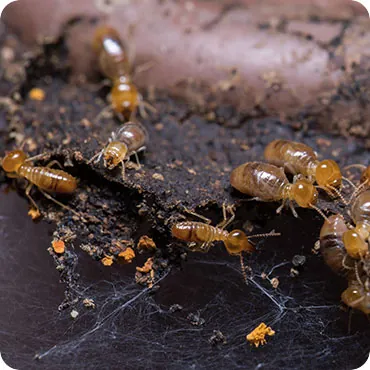 Ants gathered on dark soil