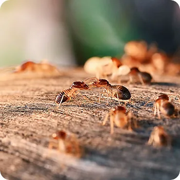 Close-up of ants crossing a piece of timber