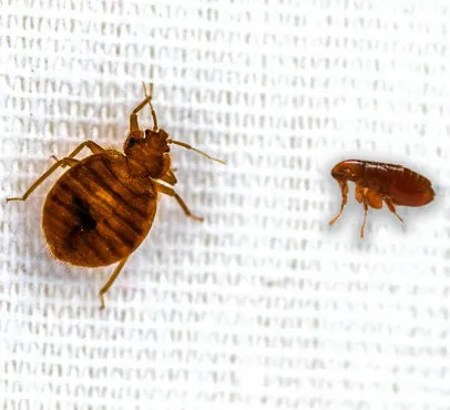 A bed bug next to a flea on white fabric, showing the difference in size and shape