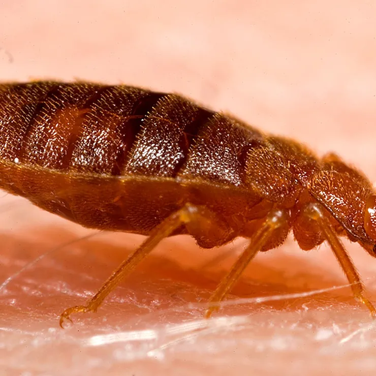 An adult bed bug feeding on human skin