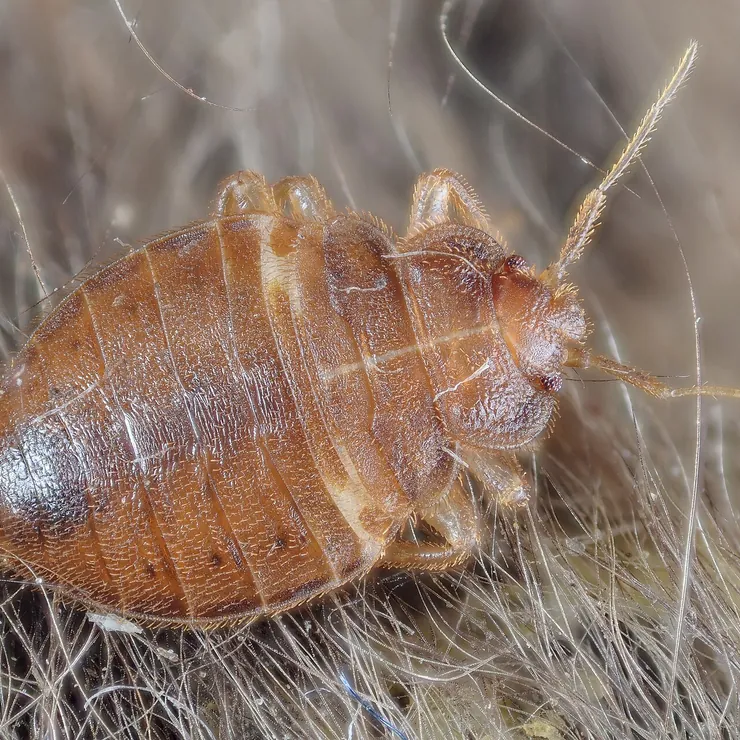 Close-up of a bed bug among fabric fibres
