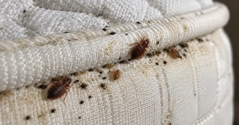 Bed bugs and dark spotting along the seam of a mattress