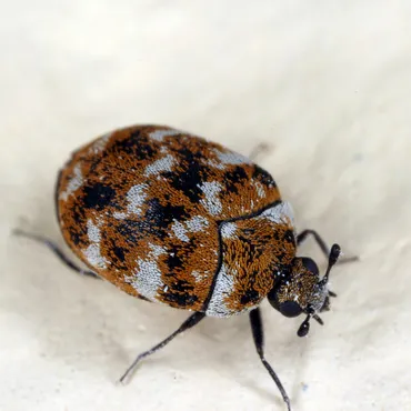 Close-up of a patterned carpet beetle