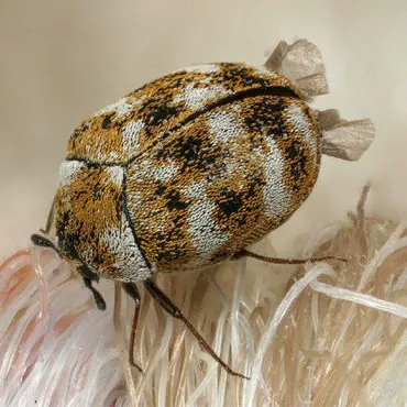 A carpet beetle among carpet fibres