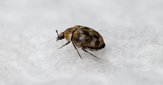 A carpet beetle on white fabric