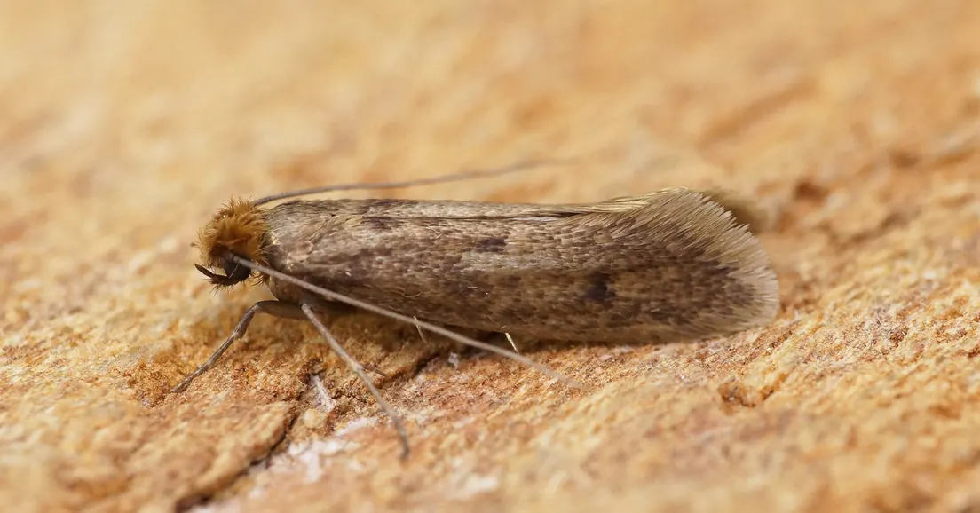 A case-bearing clothes moth on wood