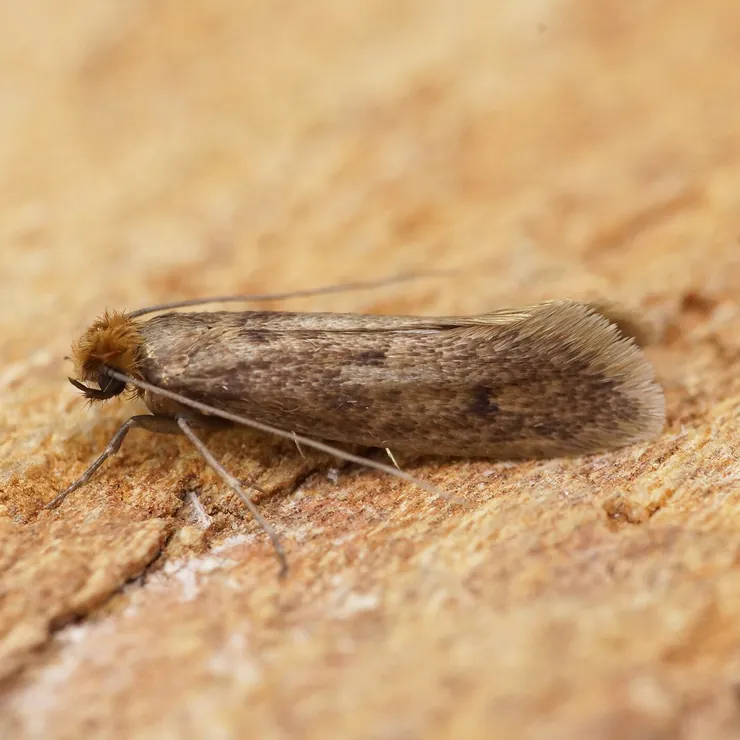 A case-bearing clothes moth on wood