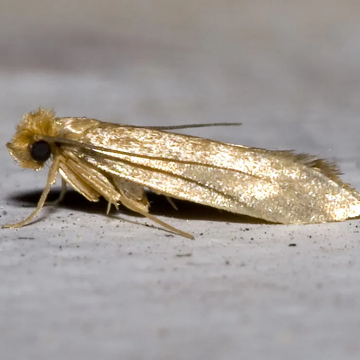 A webbing clothes moth seen from the side
