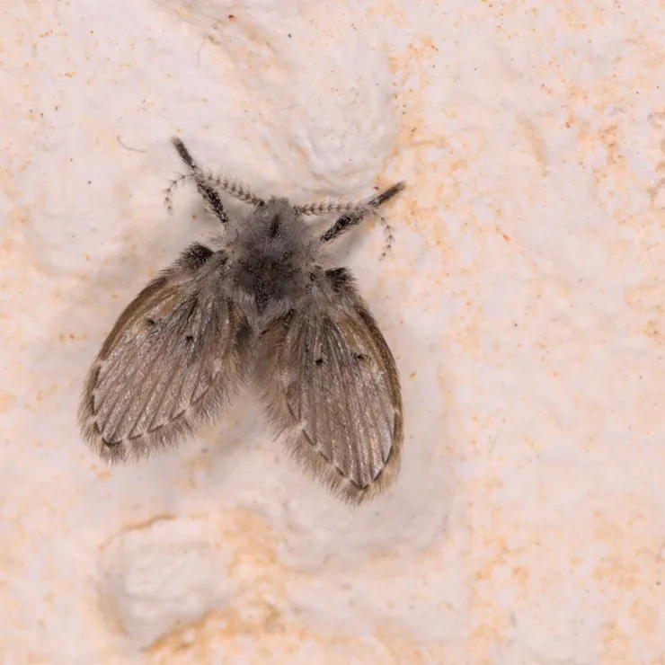 A fuzzy grey drain fly resting on a textured white wall