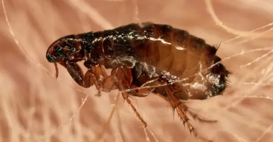 Close-up of a flea