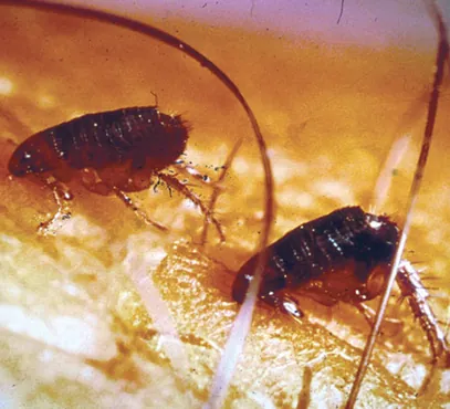 Fleas in an animal's fur