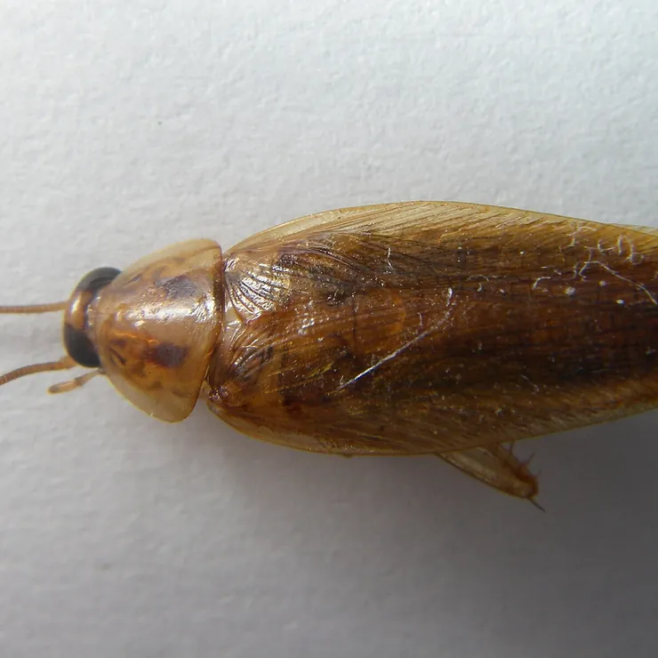A German cockroach seen from above