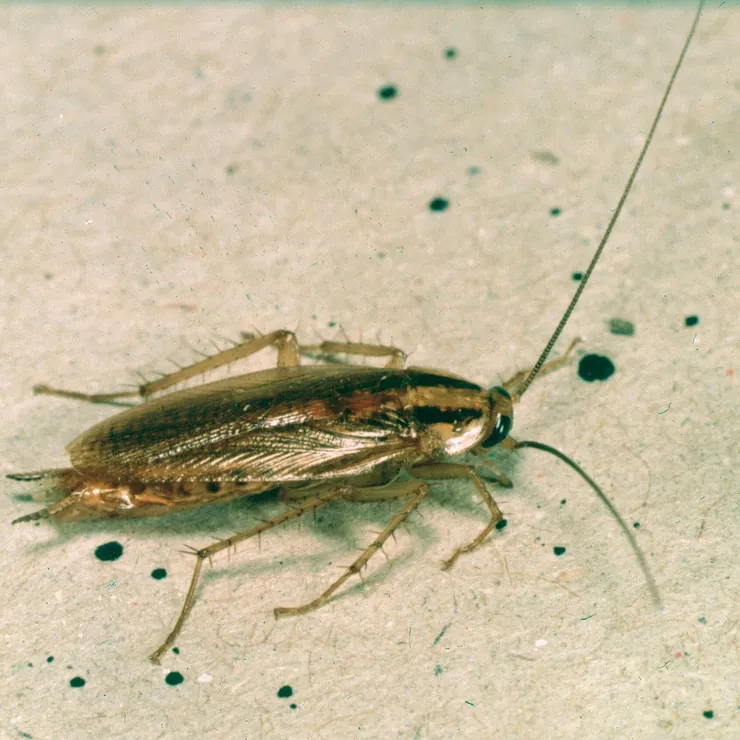 An adult German cockroach showing the two dark stripes behind its head