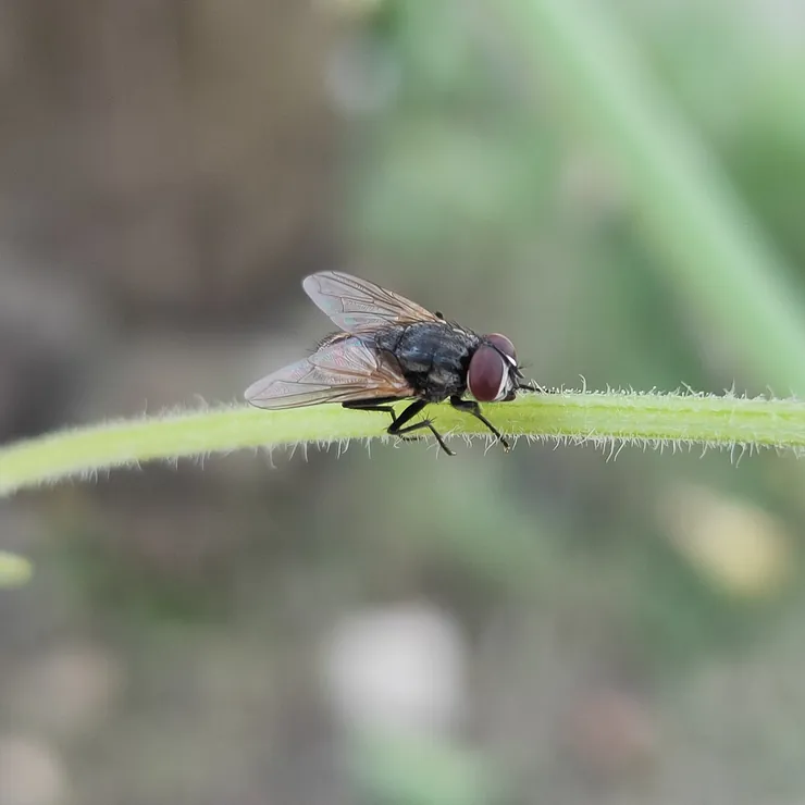 A house fly on a green plant stem