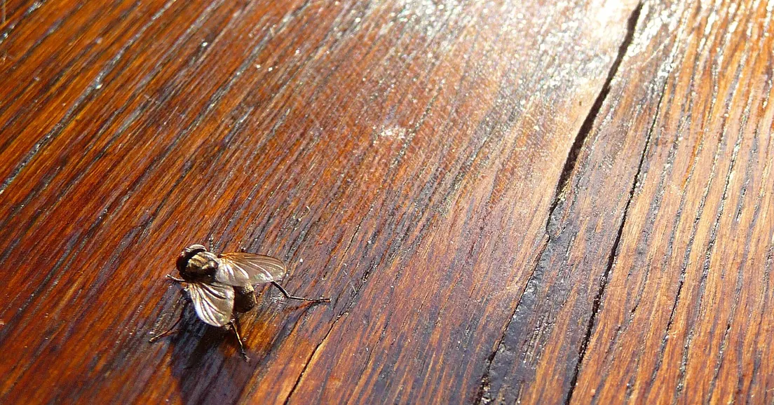 A house fly on a wooden tabletop