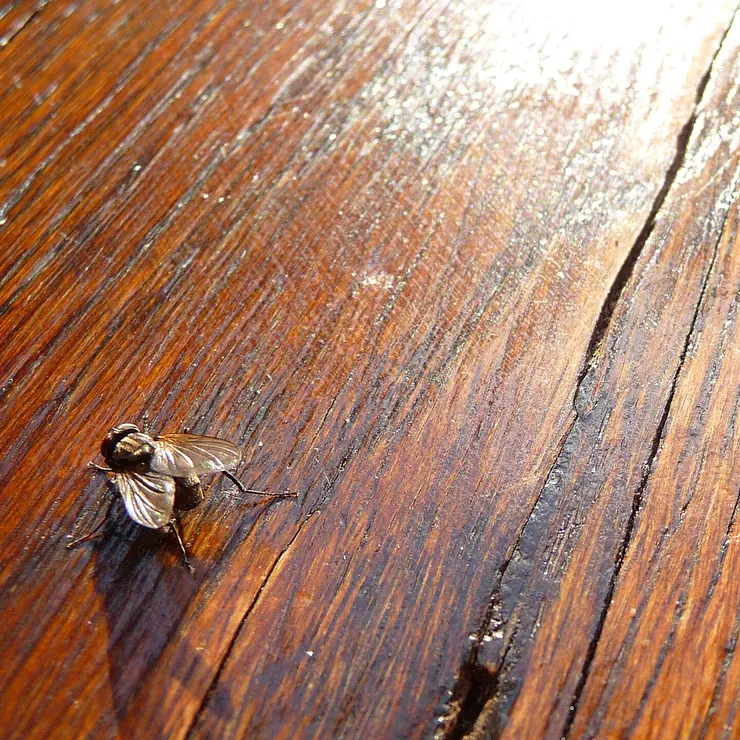 A house fly on a wooden tabletop