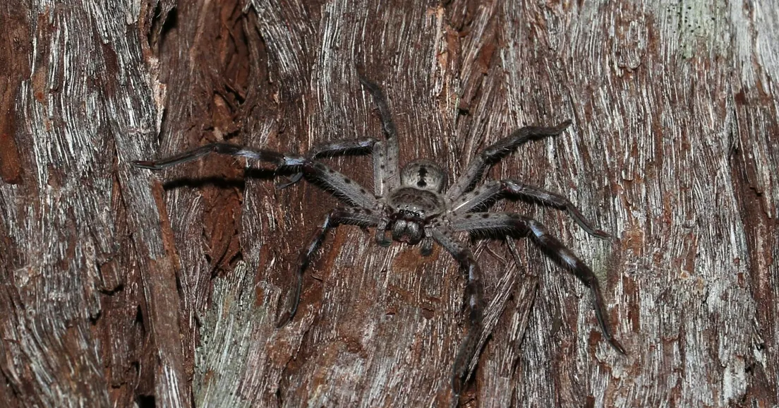 A huntsman spider on tree bark