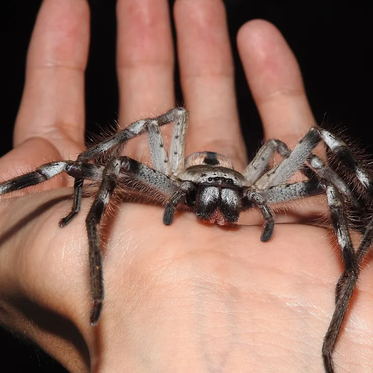 A large huntsman spider sitting on an open hand