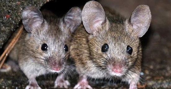 Two house mice side by side