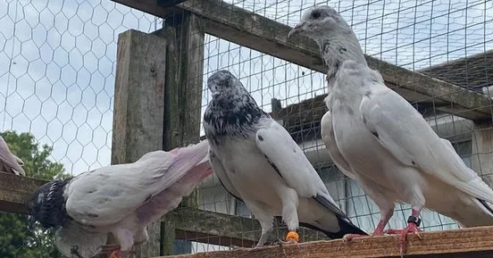 Pigeons perched on a fence next to wire mesh