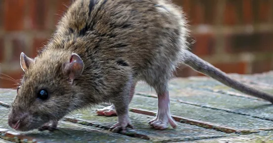 A brown rat on a timber deck