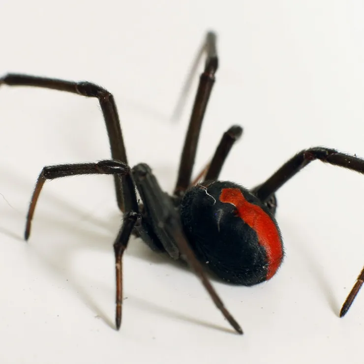 A redback spider in Sydney, showing its red stripe