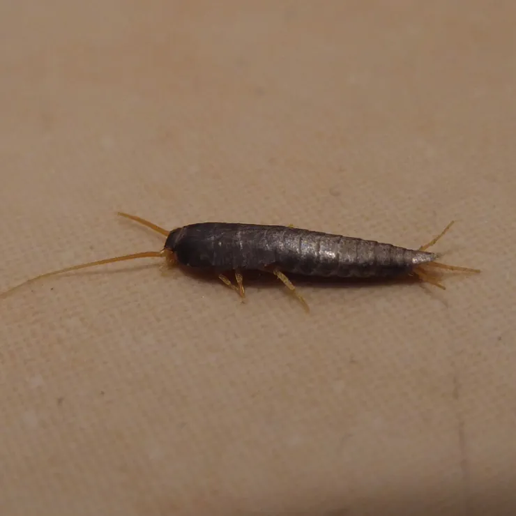 A silverfish crawling on beige fabric