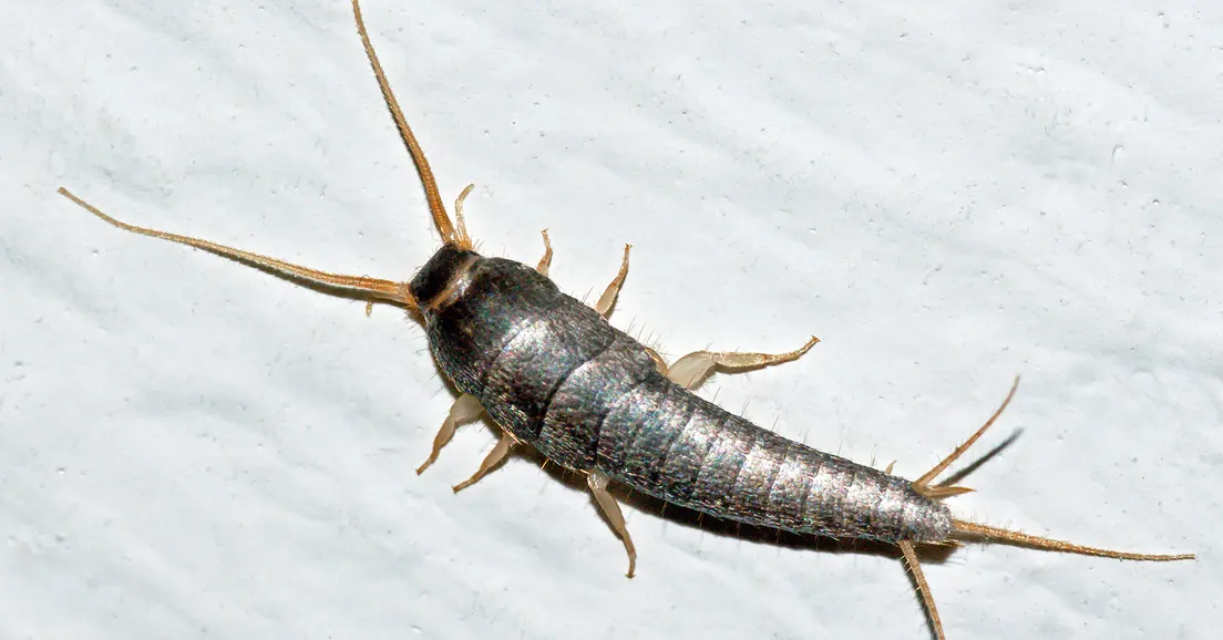 A silverfish with silvery scales and three tail bristles on a white wall
