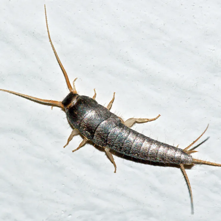 A silverfish with silvery scales and three tail bristles on a white wall