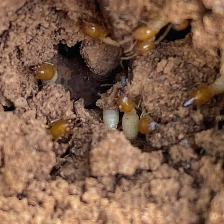 Termites in a mud-walled nest