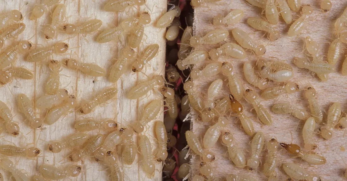 Termite workers and soldiers on damaged timber