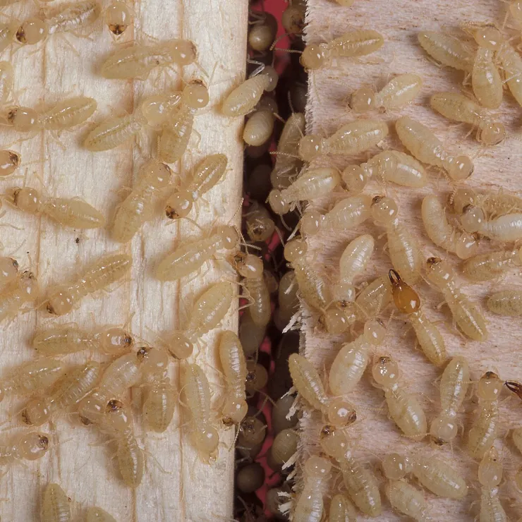 Termite workers and soldiers on damaged timber