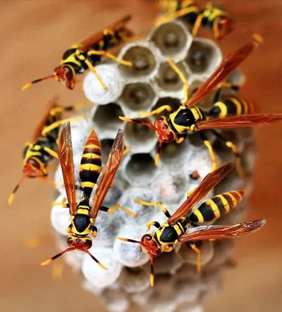 Wasps gathered on a paper wasp nest