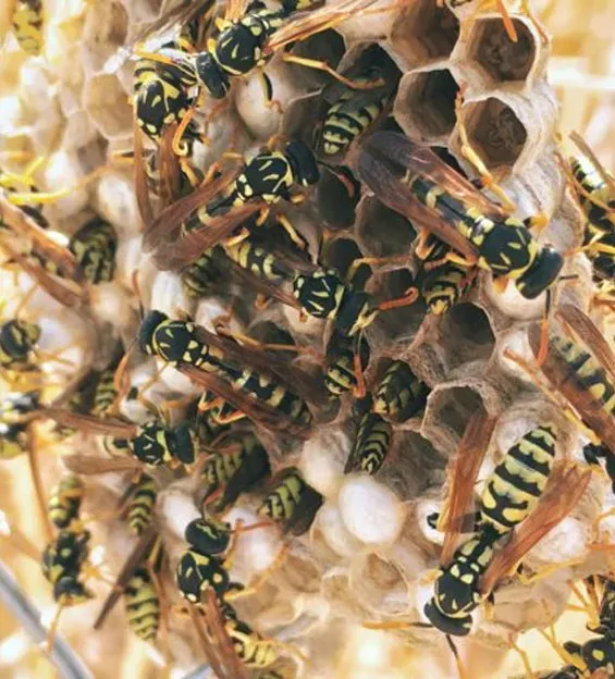 Wasps crowded over the cells of a nest