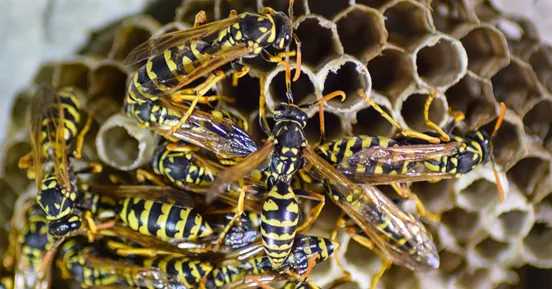 Wasps on the cells of a paper nest
